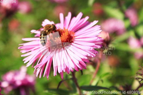 Image of bee on the aster