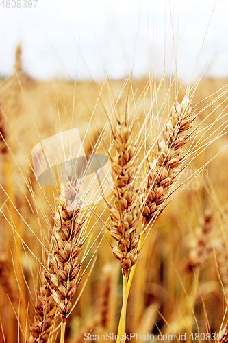 Image of spikelets of the wheat