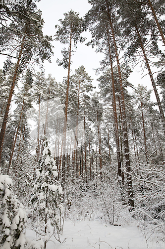 Image of Snow drifts in winter