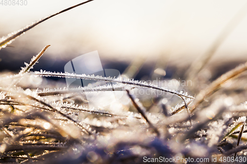 Image of Green grass in the frost