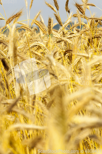 Image of Fields of wheat