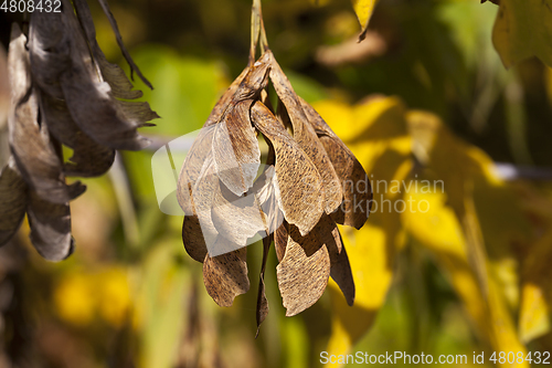 Image of Yellow maple foliage