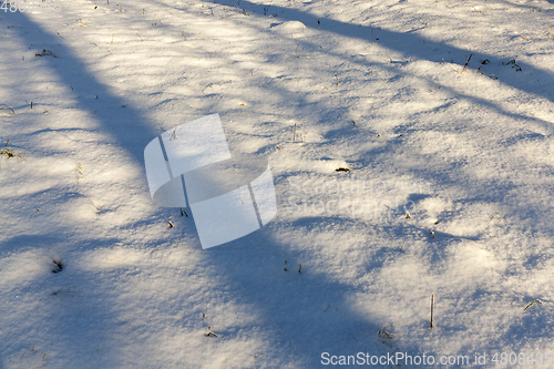 Image of Shadows in the snow