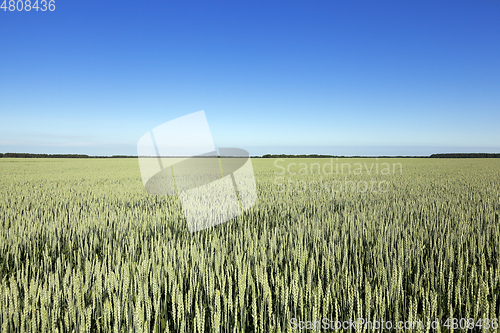 Image of immature green grass