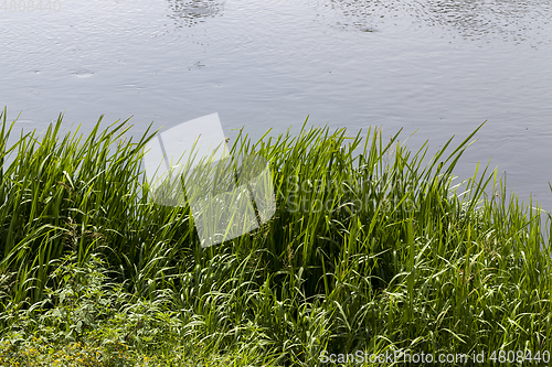 Image of beautiful green grass