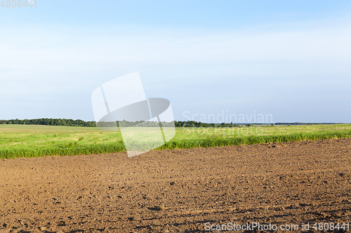 Image of Cultivated green meadow