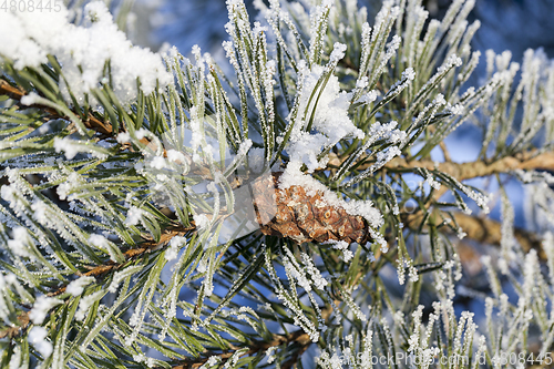 Image of tree with frost