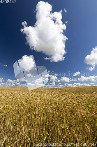 Image of Golden ripe field