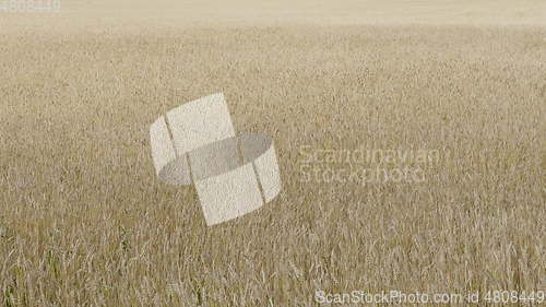 Image of Fields of wheat at the end of summer fully ripe