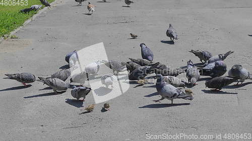 Image of Flock of pigeons feeding on the town square