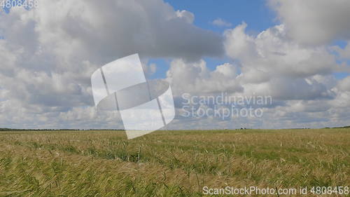 Image of Fields of wheat at the end of summer fully ripe