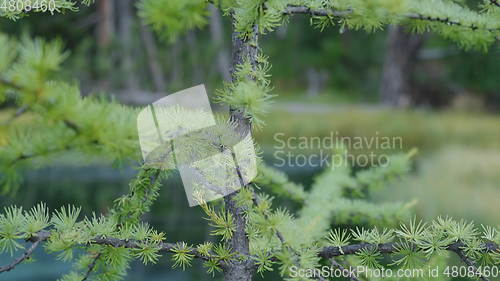 Image of Larch pine tree shot from the bottom up, against the background of nature