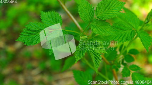 Image of Raspberry leaves swaying in the wind in the spring forest.