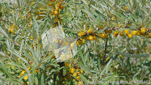 Image of Sea-buckthorn yellow on the branch tree autumn