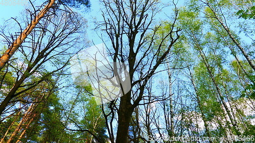 Image of European mixed forest. Tops of the trees. Looking up to the canopy.