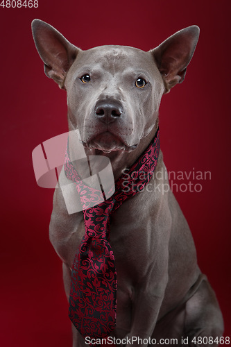 Image of beautiful thai ridgeback dog in tie