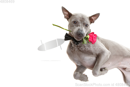 Image of dog in bowtie holding rose in mouth