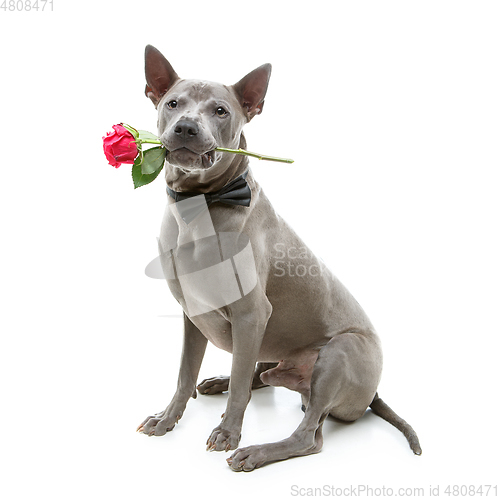 Image of dog in bowtie holding rose in mouth