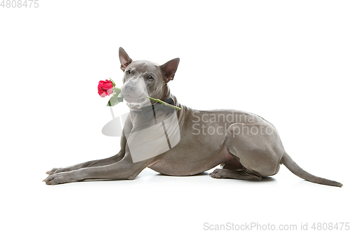 Image of dog in bowtie holding rose in mouth