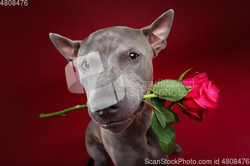 Image of dog holding rose in mouth