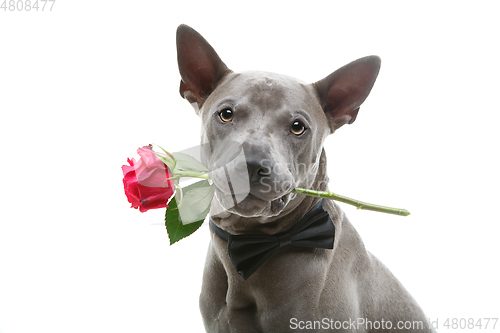 Image of dog in bowtie holding rose in mouth