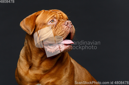 Image of beautiful bordeaux dogue dog