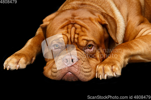 Image of beautiful bordeaux dogue dog