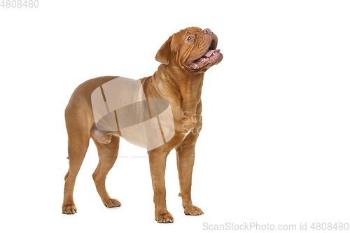 Image of beautiful bordeaux dogue dog