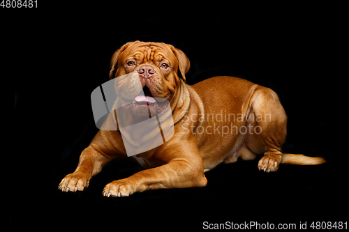 Image of beautiful bordeaux dogue dog