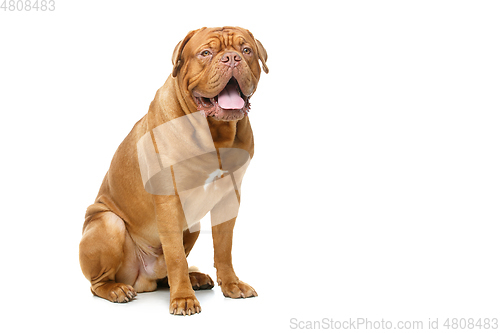 Image of beautiful bordeaux dogue dog