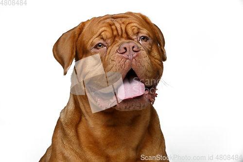 Image of beautiful bordeaux dogue dog