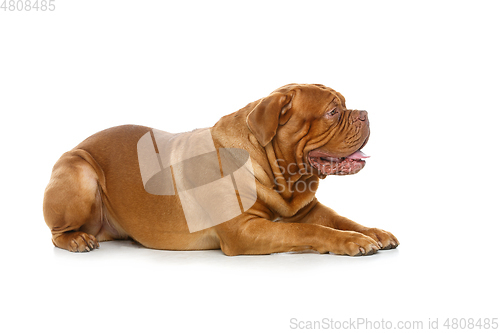 Image of beautiful bordeaux dogue dog