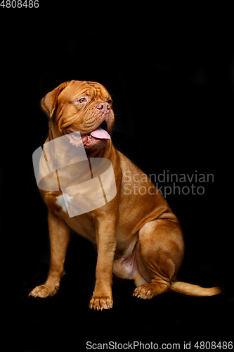 Image of beautiful bordeaux dogue dog