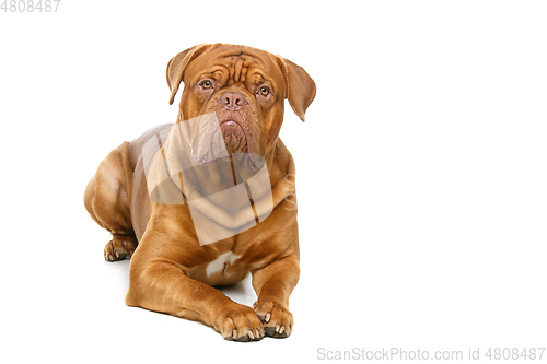 Image of beautiful bordeaux dogue dog