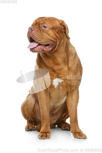 Image of beautiful bordeaux dogue dog