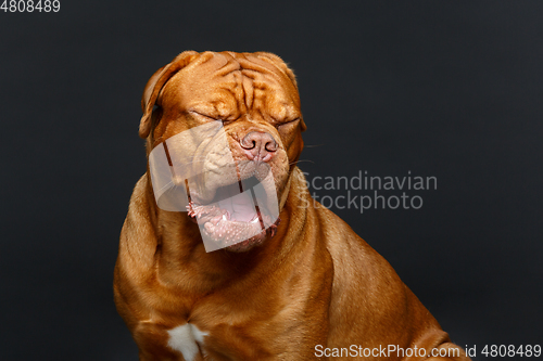 Image of beautiful bordeaux dogue dog