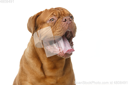 Image of beautiful bordeaux dogue dog