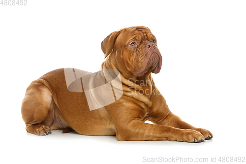 Image of beautiful bordeaux dogue dog