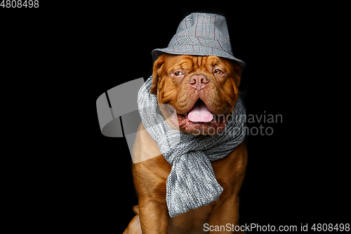 Image of beautiful bordeaux dogue dog in scarf