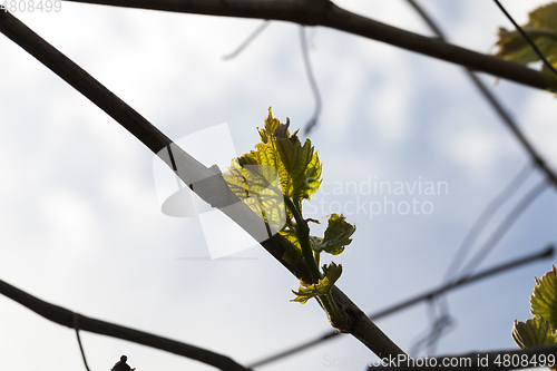 Image of first leaves.