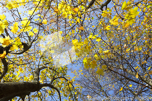 Image of yellow maple leaves on a tree against the blue sky