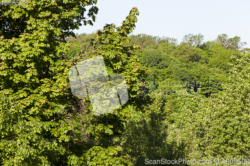 Image of green leaves