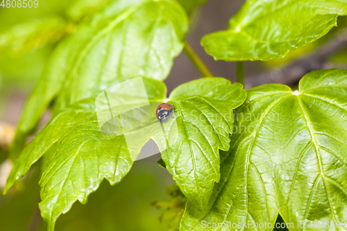 Image of ladybug on green currant