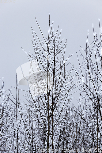 Image of Trees in winter