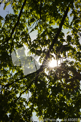 Image of Trees in spring, close-up