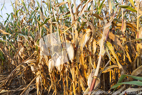 Image of yellowed ripe corn