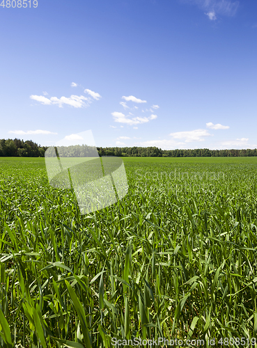 Image of Fresh green spring grass