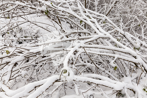 Image of snow covered trees