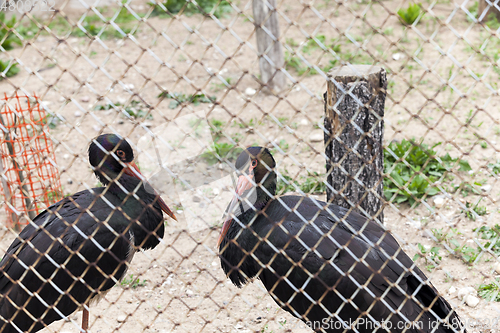 Image of Animals in the zoo