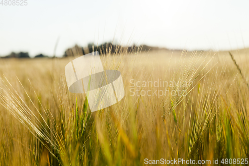 Image of field of ripe cereal